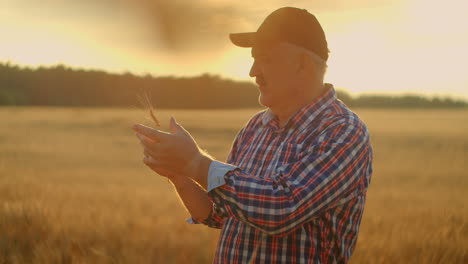 Senior-Adult-farmer-takes-his-hands-on-the-wheat-spikes-and-examines-them-while-studying-at-sunset-in-a-cap-in-slow-motion